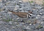101Killdeer (16)