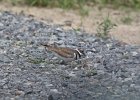 Killdeer (2)
