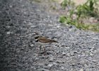 Killdeer (3)
