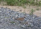 Killdeer (4)