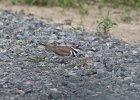 Killdeer (5)