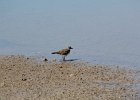 Killdeer