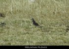 027 - 275 Mountain Plover