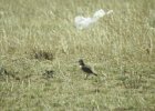 Mountain Plover (2)