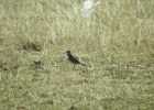 Mountain Plover (3)