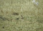 Mountain Plover (4)