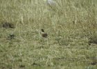 Mountain Plover (5)