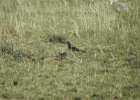 Mountain Plover (6)