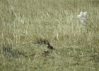 Mountain Plover (7)