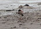 101American Oystercatcher