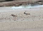 102American Oystercatcher