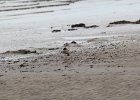 American Oystercatcher (1)