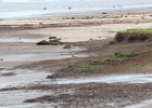 American Oystercatcher (10)