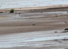 American Oystercatcher (12)