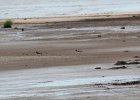 American Oystercatcher (13)