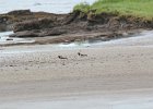 American Oystercatcher (16)