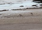 American Oystercatcher (18)