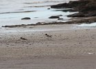 American Oystercatcher (19)