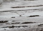 American Oystercatcher (2)