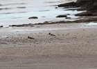 American Oystercatcher (20)