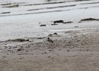 American Oystercatcher (21)