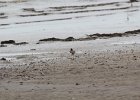 American Oystercatcher (22)