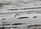 American Oystercatcher (3)