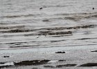 American Oystercatcher (4)