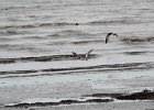 American Oystercatcher (5)