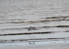 American Oystercatcher (6)