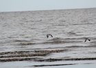 American Oystercatcher (7)