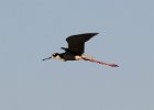 101Black-necked Stilt