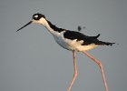 Blac-necked Stilt