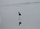 Black-necked Stilt (16)