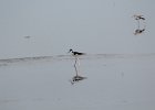 Black-necked Stilt (17)