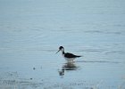Black-necked Stilt (19)
