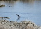 Black-necked Stilt (21)