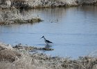Black-necked Stilt (22)
