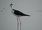 Black-necked Stilt (23)