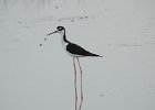 Black-necked Stilt (24)