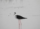 Black-necked Stilt (25)