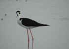 Black-necked Stilt (26)