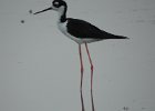Black-necked Stilt (27)