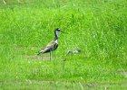 Black-necked Stilt (28)