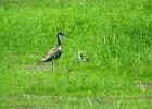 Black-necked Stilt (29)