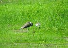 Black-necked Stilt (30)