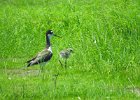Black-necked Stilt (31)