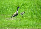 Black-necked Stilt (32)