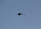 Black-necked Stilt (6)