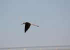 Black-necked Stilt (9)